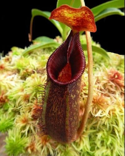 BE4511 N. ‘trusmadiensis’ x aristolochioides – assorted clones