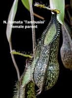 BE4514 N. hamata x tenuis – assorted clones