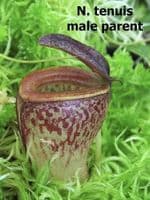 BE4514 N. hamata x tenuis – assorted clones