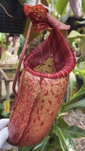 BE4516 N. peltata x veitchii x lowii- assorted clones