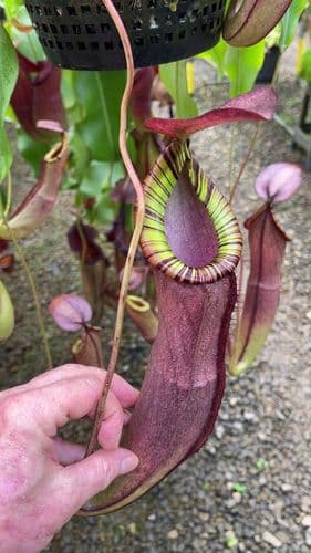 BE4523 Nepenthes spectabilis x mirabilis var. globosa