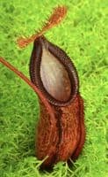 BE4526 Nepenthes hamata x (lowii x tentaculata)