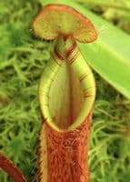 BE4526 Nepenthes hamata x (lowii x tentaculata)