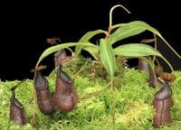 BE4526 Nepenthes hamata x (lowii x tentaculata)