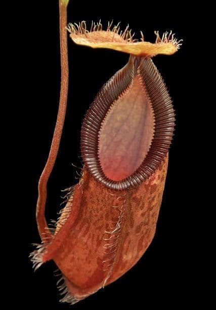 BE4526 Nepenthes hamata x (lowii x tentaculata)