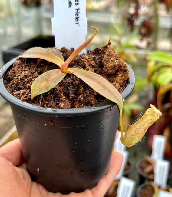 NEPENTHES NEPETHICA 鉢 Nepenthes ventricosa Madja-as, BE-3278 – Carnivero