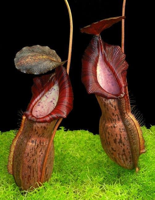 BE4528 Nepenthes 'Helen'
