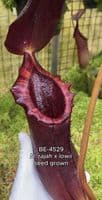 BE4529 Nepenthes rajah x lowii
