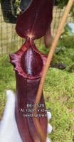 BE4529 Nepenthes rajah x lowii