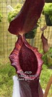 BE4529 Nepenthes rajah x lowii