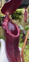 BE4529 Nepenthes rajah x lowii
