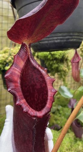 BE4529 Nepenthes rajah x lowii