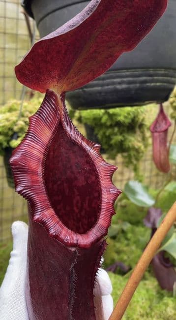 BE4529 Nepenthes rajah x lowii