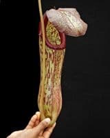 BE4530 N. boschiana x klossii
