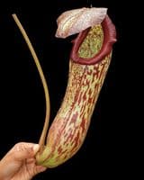 BE4530 N. boschiana x klossii