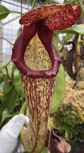 BE4530 N. boschiana x klossii