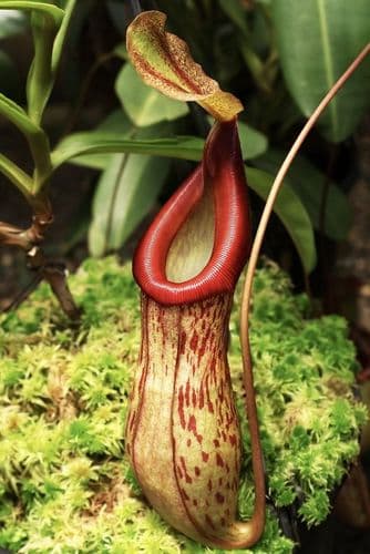 BE4531 N. burkei x (burbidgeae x edwardsiana) – assorted clones