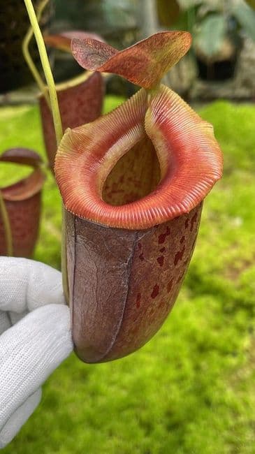 BE4535 Nepenthes burkei x tenuis - assorted clones