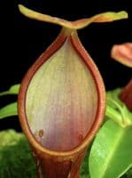 BE4538 N. singalana x reinwardtiana – assorted clones