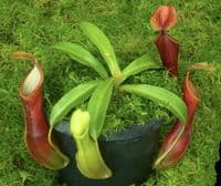 BE4538 N. singalana x reinwardtiana – assorted clones