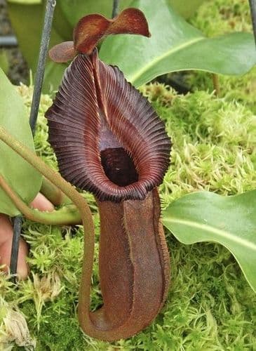 BE4545 N. x 'trusmadiensis' x robcantleyi - clone #4