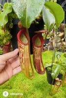 BE4548 Nepenthes (Veitchii x mira) x klossii