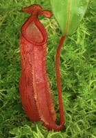 BE4548 Nepenthes (Veitchii x mira) x klossii