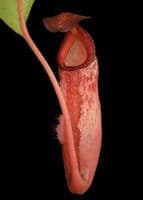 BE4548 Nepenthes (Veitchii x mira) x klossii