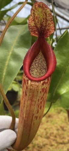 BE4548 Nepenthes (Veitchii x mira) x klossii