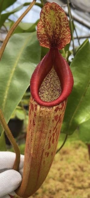 BE4548 Nepenthes (Veitchii x mira) x klossii