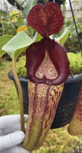 BE4549 N. robcantleyi x klossii - assorted clones
