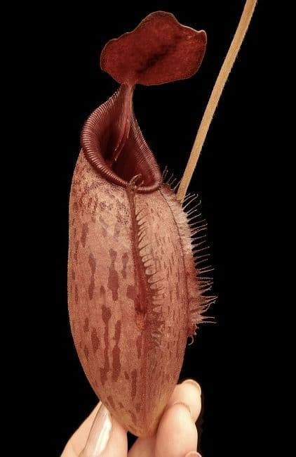 BE4550 N. (veitchii x lowii) x aristolochioides – assorted clones