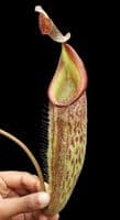 BE4552 N. talangensis x zakriana – assorted clones