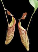 BE4552 N. talangensis x zakriana – assorted clones