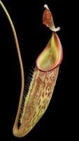 BE4552 N. talangensis x zakriana – assorted clones