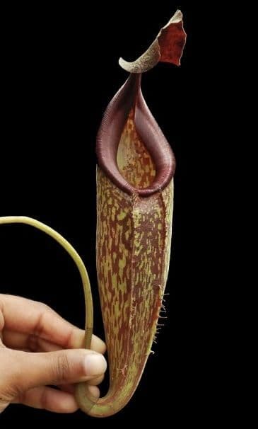 KENZI & THE TRIPS SPECIAL LIVE ～20140525 hqdefault.jpg?v=68651a3c