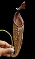 BE4552 N. talangensis x zakriana – assorted clones