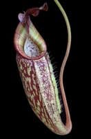 BE4552 N. talangensis x zakriana – assorted clones