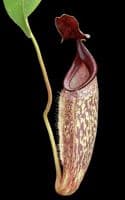 BE4552 N. talangensis x zakriana – assorted clones
