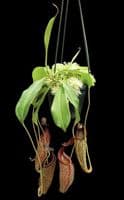 BE4552 N. talangensis x zakriana – assorted clones