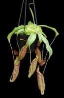 BE4552 N. talangensis x zakriana – assorted clones