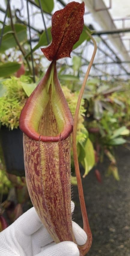 BE4552 N talangensis x zakriana assorted clones