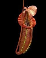 N.singalana | Nepenthes Monkey Cup