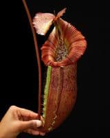N.singalana | Nepenthes Monkey Cup