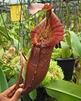N.singalana | Nepenthes Monkey Cup