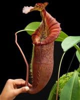 N.singalana | Nepenthes Monkey Cup