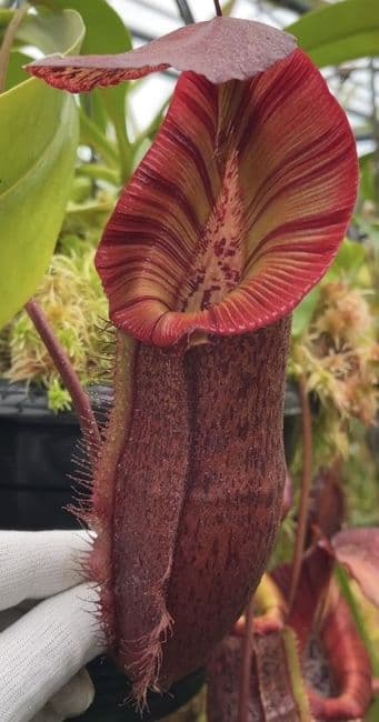 N.singalana | Nepenthes Monkey Cup