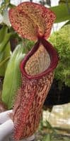 BE4562 Nepenthes hamata x klossii