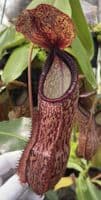 BE4562 Nepenthes hamata x klossii