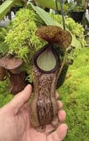 BE4562 Nepenthes hamata x klossii